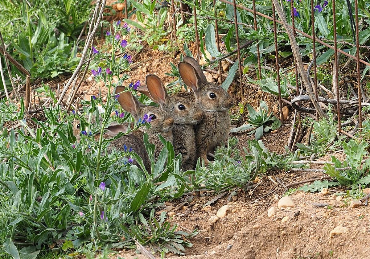 La RFEC recoge entre sus propuestas la recuperación de la caza menor.