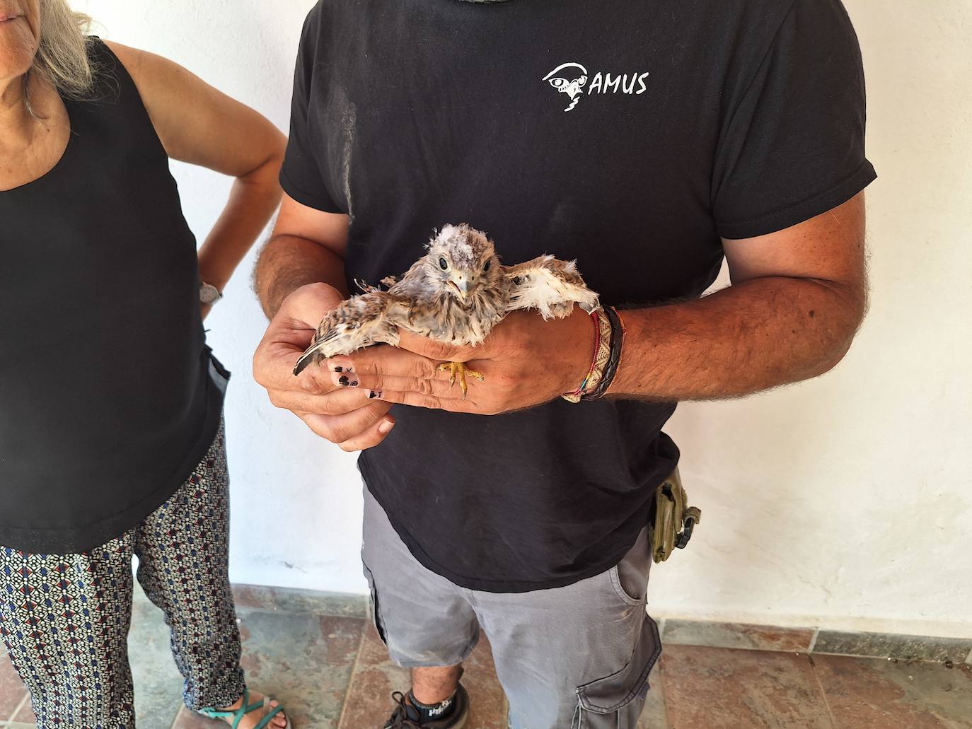 Imagen secundaria 1 - DDetalle del cernícalo primilla rescatado.