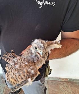 Imagen secundaria 2 - DDetalle del cernícalo primilla rescatado.