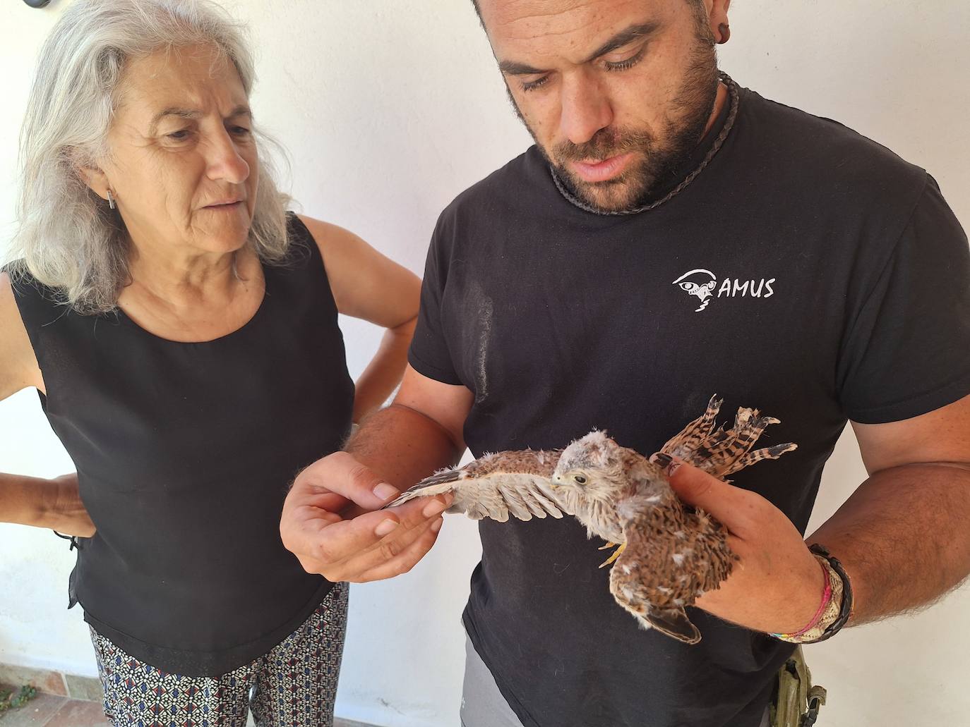 Imagen principal - DDetalle del cernícalo primilla rescatado.