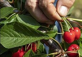 El sector cerecero ha sido el más afectado por esta sequía.