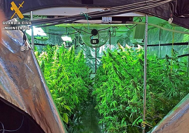 Imagen de la plantación desmantelada.