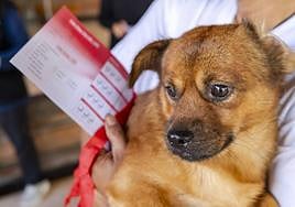 Cómo calmar a nuestras mascotas ante ruidos de petardos y fuegos artificiales