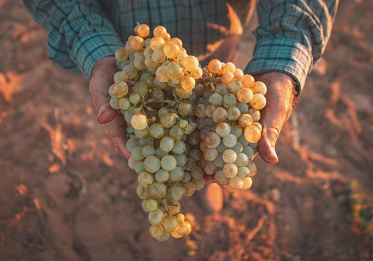 Comienza la vendimia más «madrugadora» de la historia