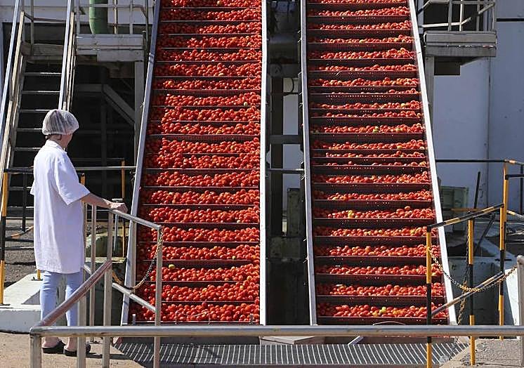Imagen principal - El pico de la campaña se alcanzará en dos semanas. Abajo a la derecha, primera selección de tomate en campo, en Montijo. 