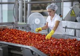 Trabajadoras de Carnes y Vegetales durante la campaña del tomate en su fábrica de Montijo.