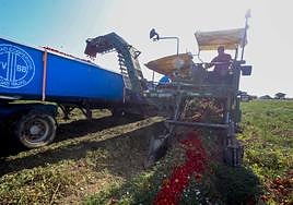 Una cosechadora recoge tomates en una parcela de Montijo, en las Vegas Bajas del Guadiana, en la última semana de julio.