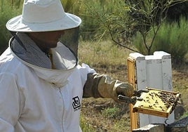 Un apicultor extremeño junto a varias colmenas.