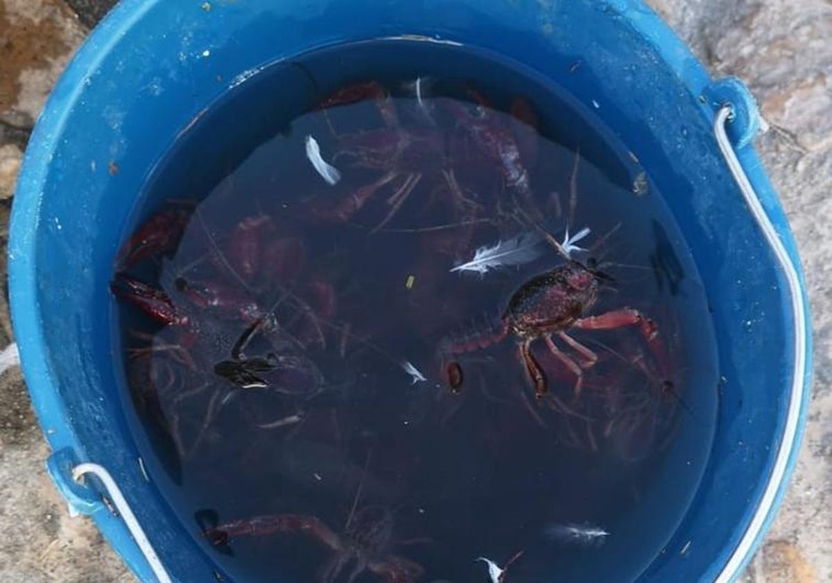 La fábula del cangrejo