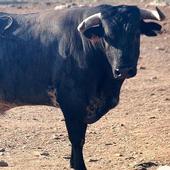 Segundo herido por una cogida de toro en las fiestas de Torrejoncillo