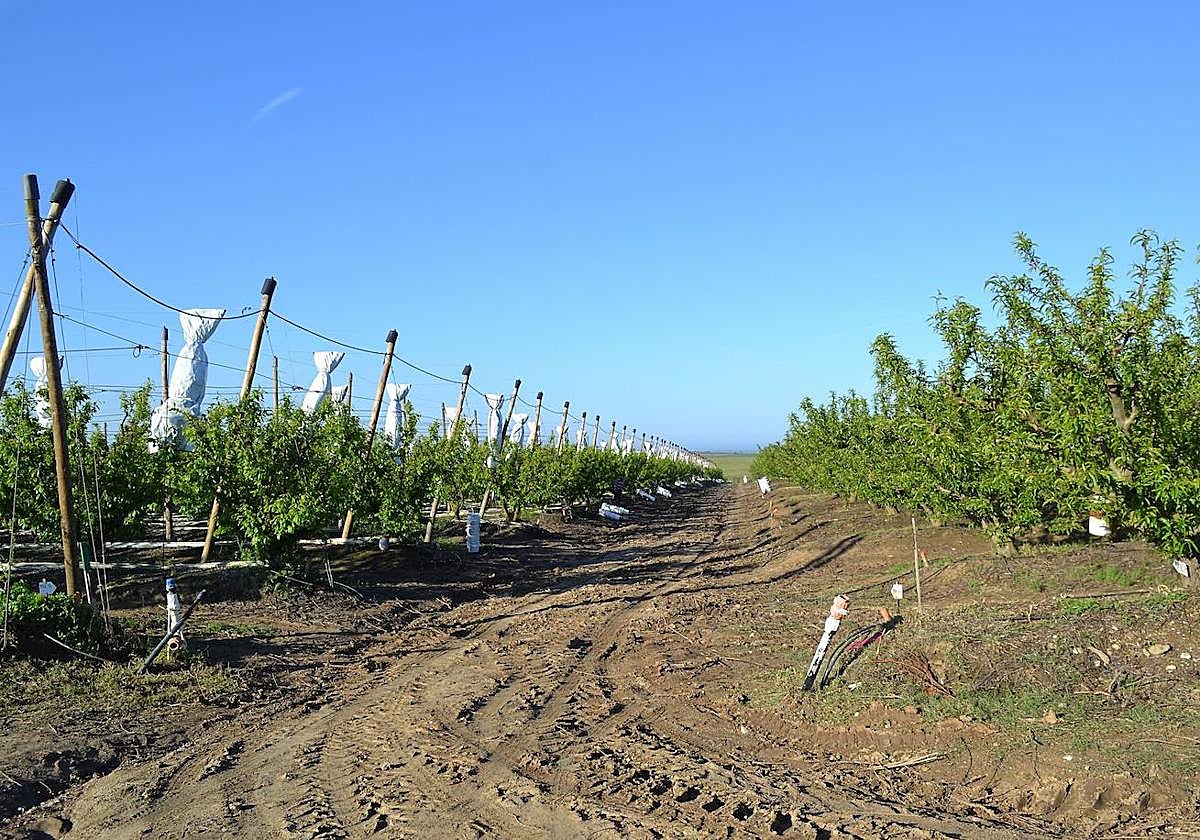 Regadío cada vez más eficiente