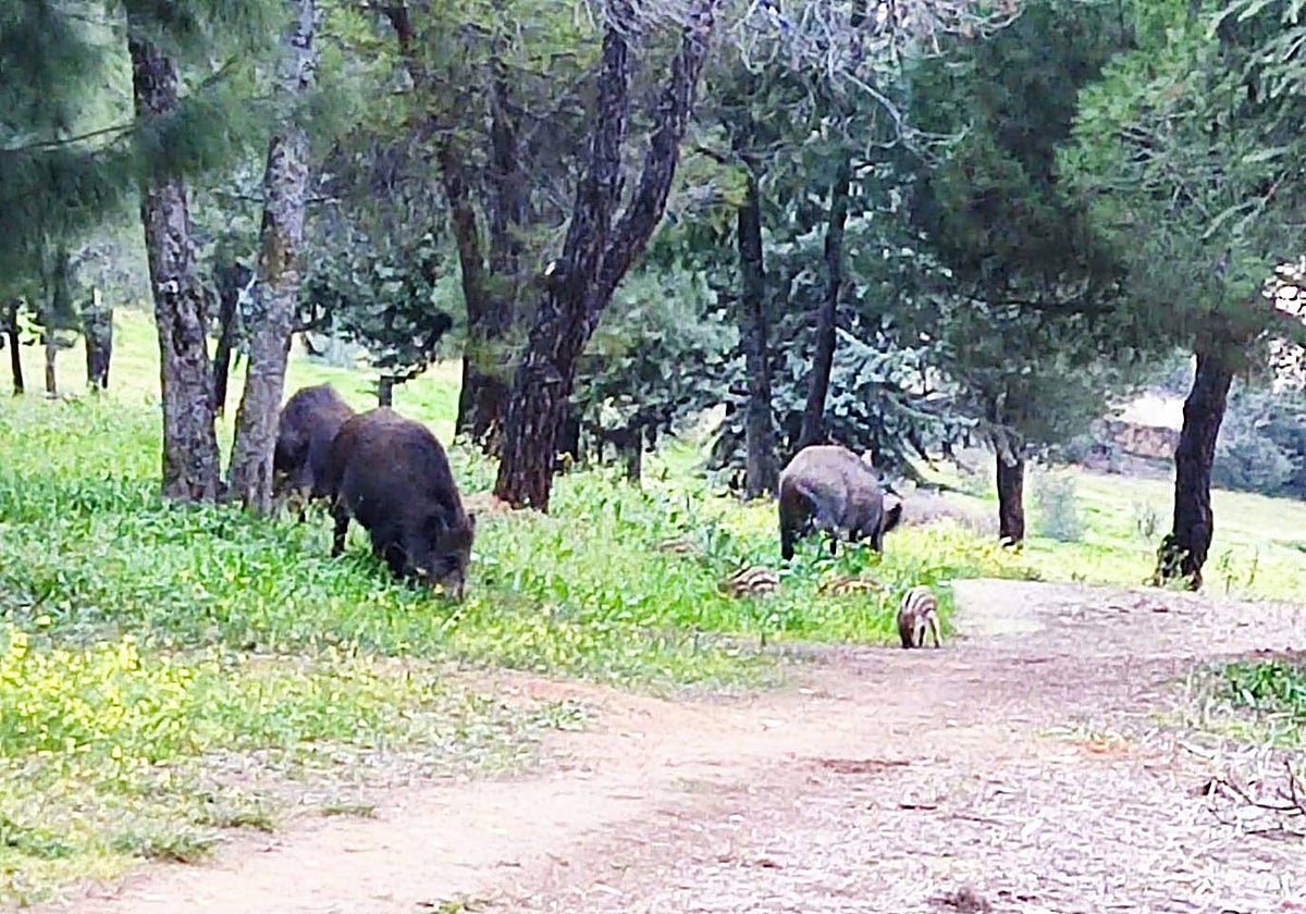 Jabalíes en la zona del cementerio de Cáceres en marzo de 2022.