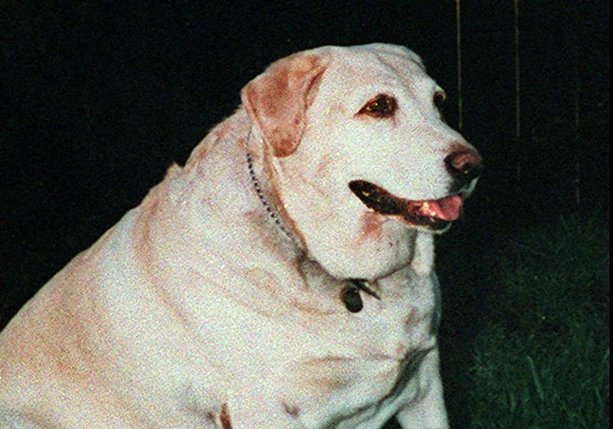 Cómo saber si mi perro está demasiado gordo: Signos de obesidad