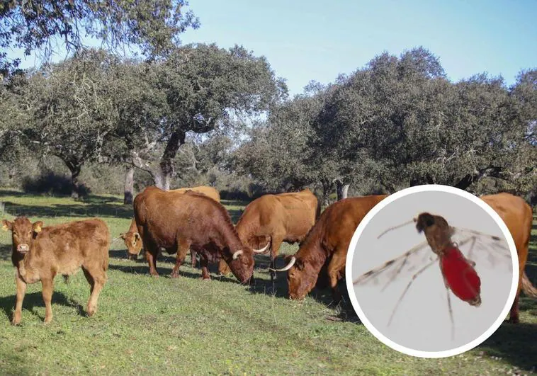 Varias vacas pastan en una imagen de archivo. A la derecha, el mosquito que transmite la enfermedad.