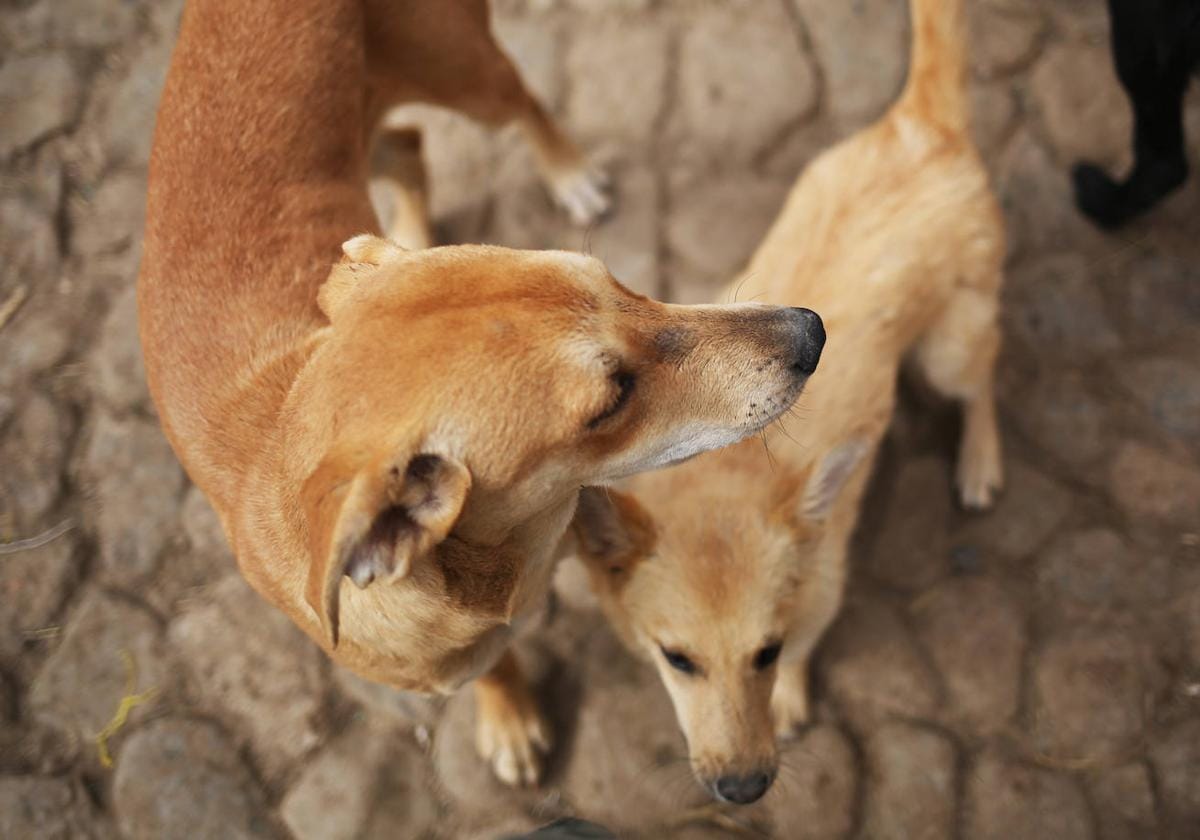 Qué Hacer Si Encuentras Un Perro Abandonado O Perdido Hoy