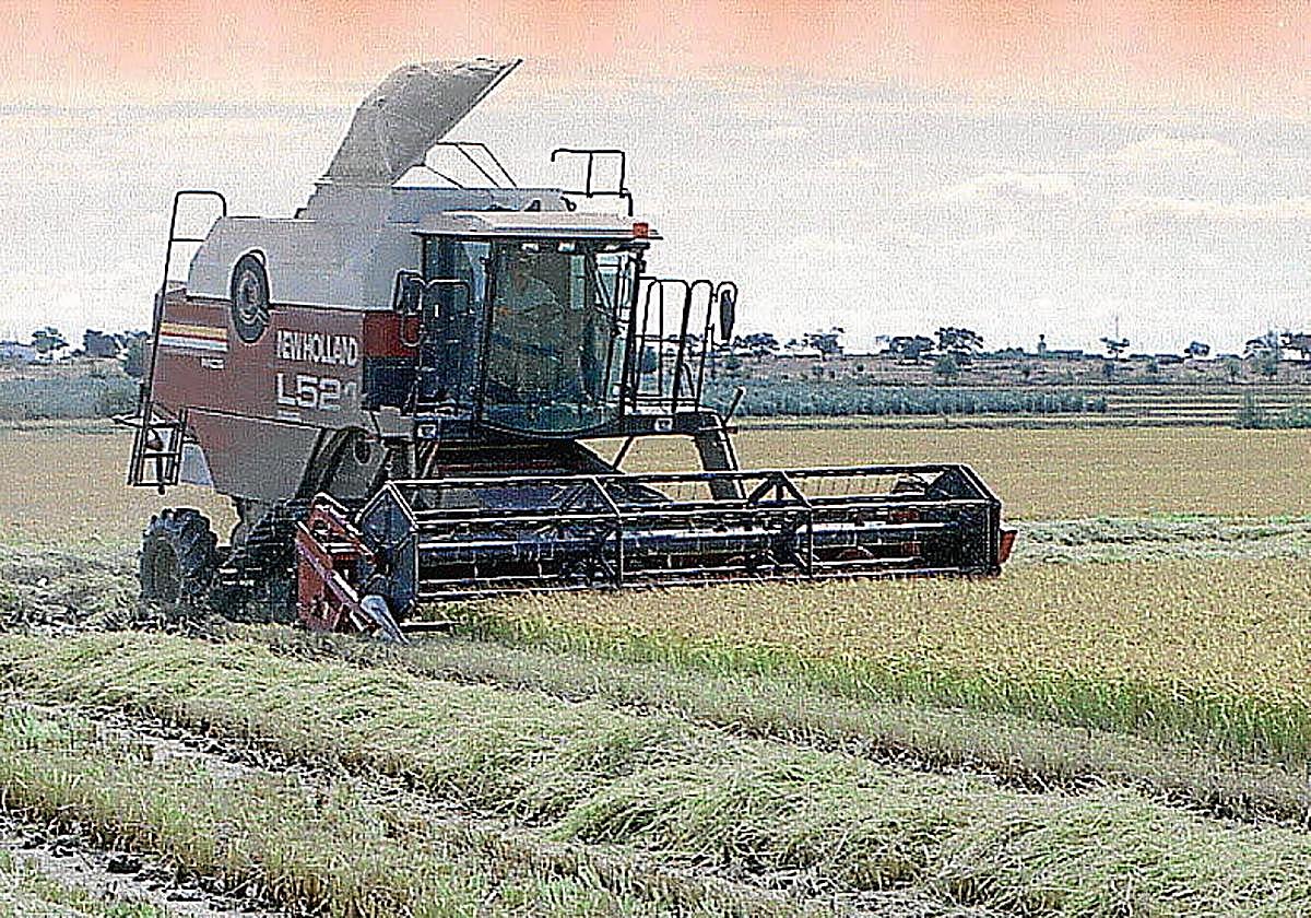 Agricultura inicia este lunes la campaña contra la pudenta del arroz en Extremadura