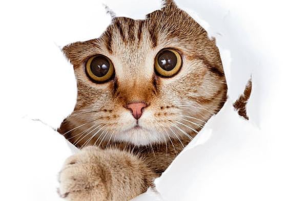 ¿Cómo afecta a los gatos la nueva Ley de Bienestar Animal?