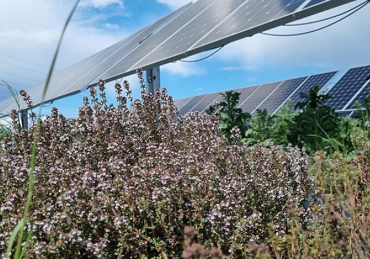 En Valdecaballeros se cultivan plantas aromáticas como el tomillo.