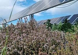 En Valdecaballeros se cultivan plantas aromáticas como el tomillo.
