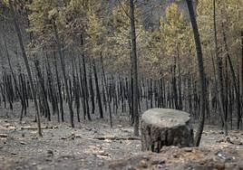 Paisaje tras el fuego de mayo en la Sierra de Gata y Las Hurdes.