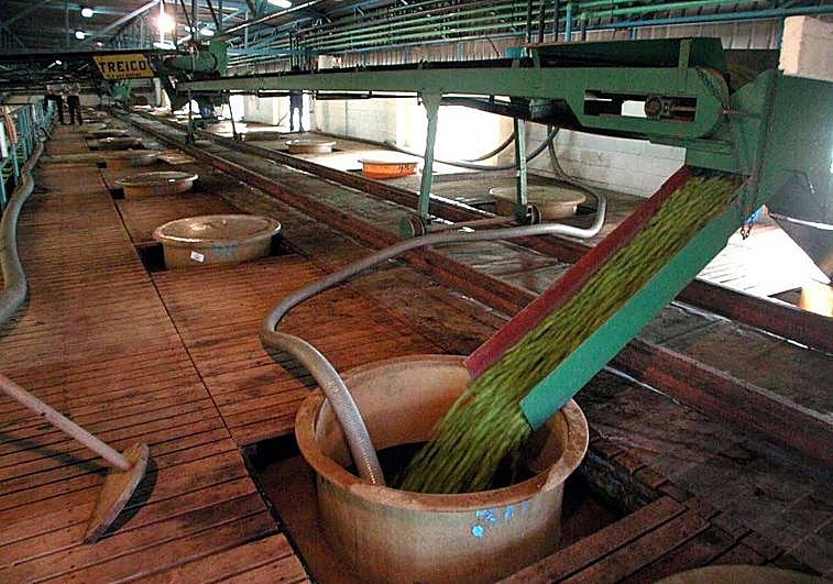 Aceitunas en la almazara de la Cooperativa San Marcos de Almendralejo.
