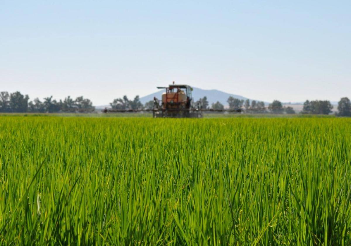 APAG Extremadura Asaja regrets that non-rice producing countries impose criteria on those that do.