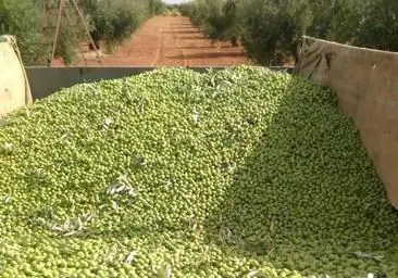 Three Cáceres cooperatives decide not to start the olive harvesting campaign
