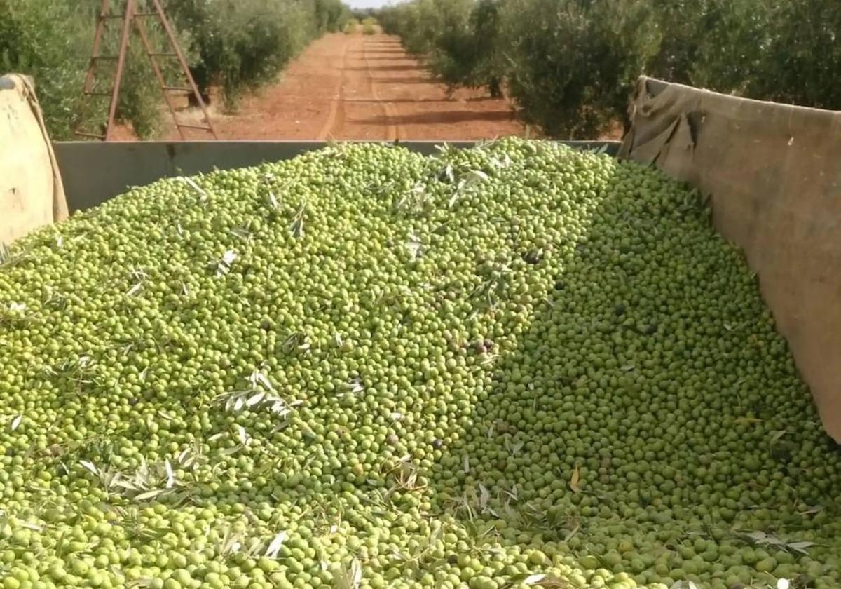 The Union threatens to paralyze the harvesting of olives if a “decent” price is not reached