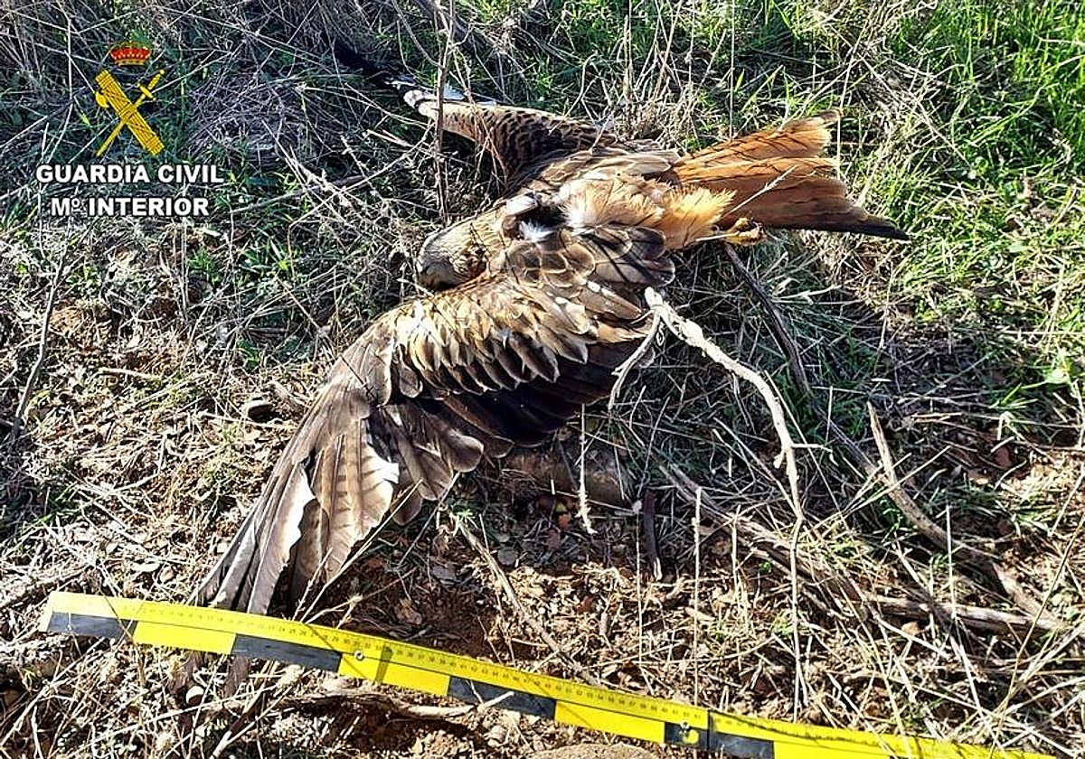 Investigan a un vecino de Azuaga por causar la muerte a dos milanos reales con veneno para ratas