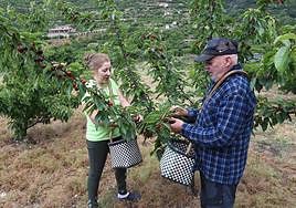 Durante la recolección de cerezas en el Valle del Jerte esta temporada.