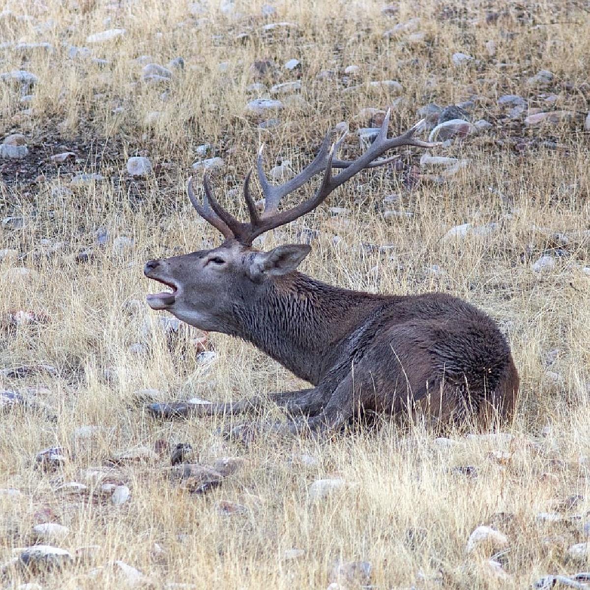 Agricultura desoye a Vox y dice que solo se permitirá cazar en terrenos públicos de Monfragüe