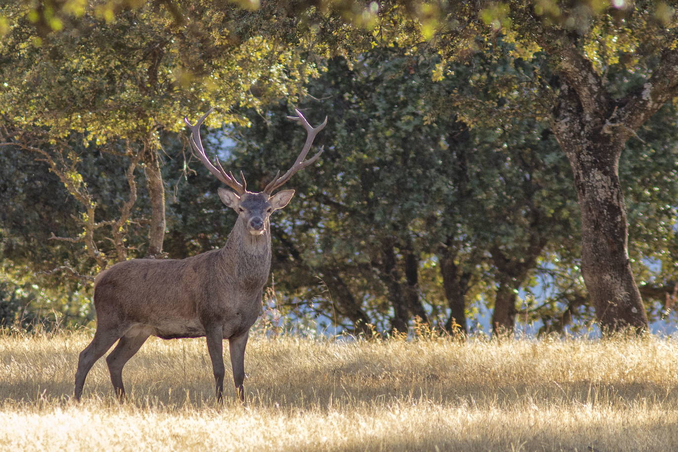 Ejemplar de venado en el Parque Nacional de Monfragüe.