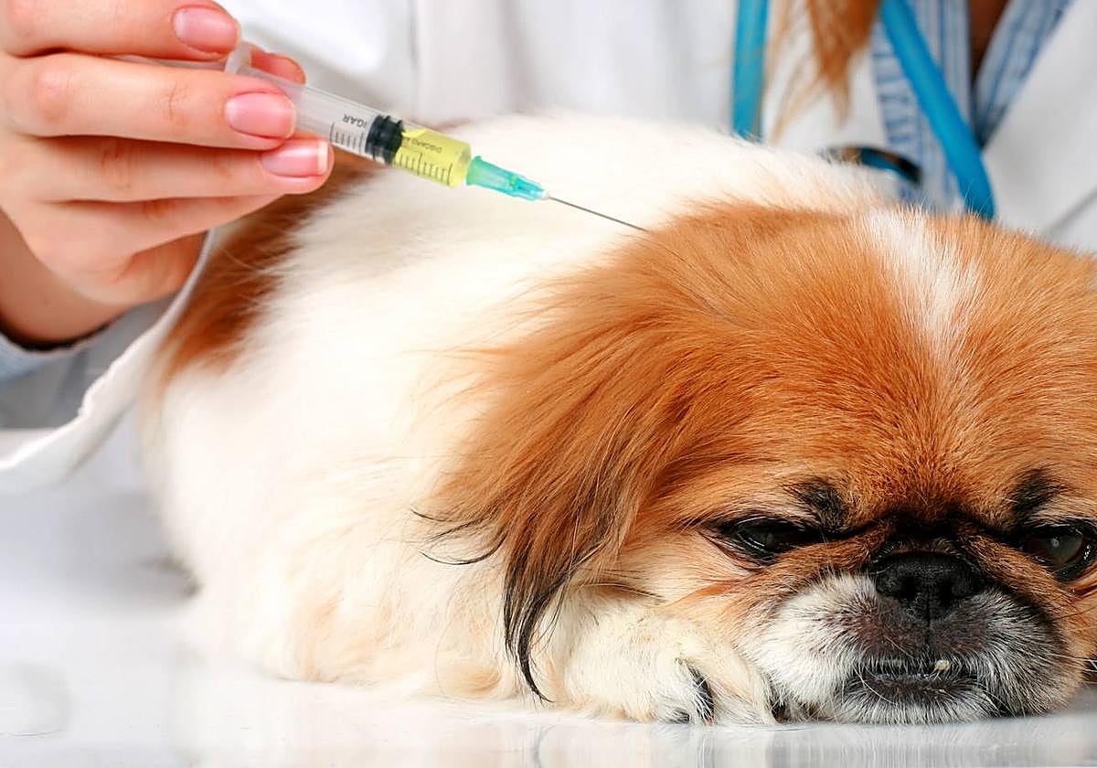 Asistencia veterinaria gratuita: Cómo solicitarla