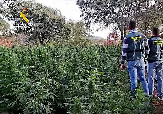 Imagen de la plantación en Cabeza la Vaca.