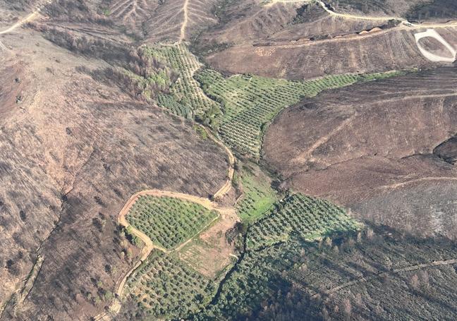 Imagen actual de la zona arrasada por el incendio de Las Hurdes difundida por la consejera Camino Limia.