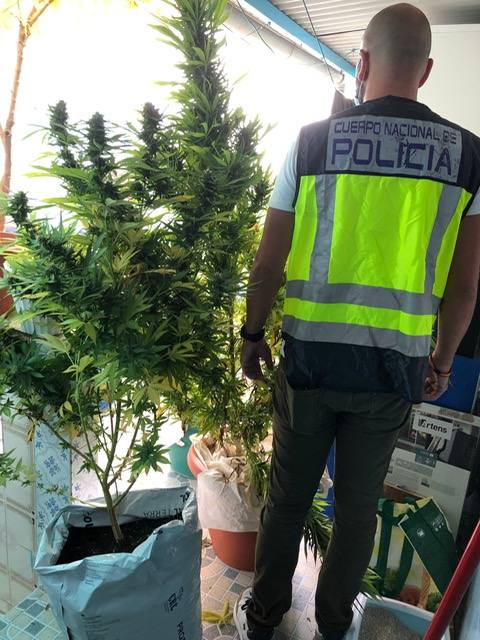 Planta de marihuana localizada por la Policía Nacional.