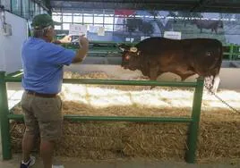 2.200 cabezas de ganado se exhiben en la Feria de Zafra