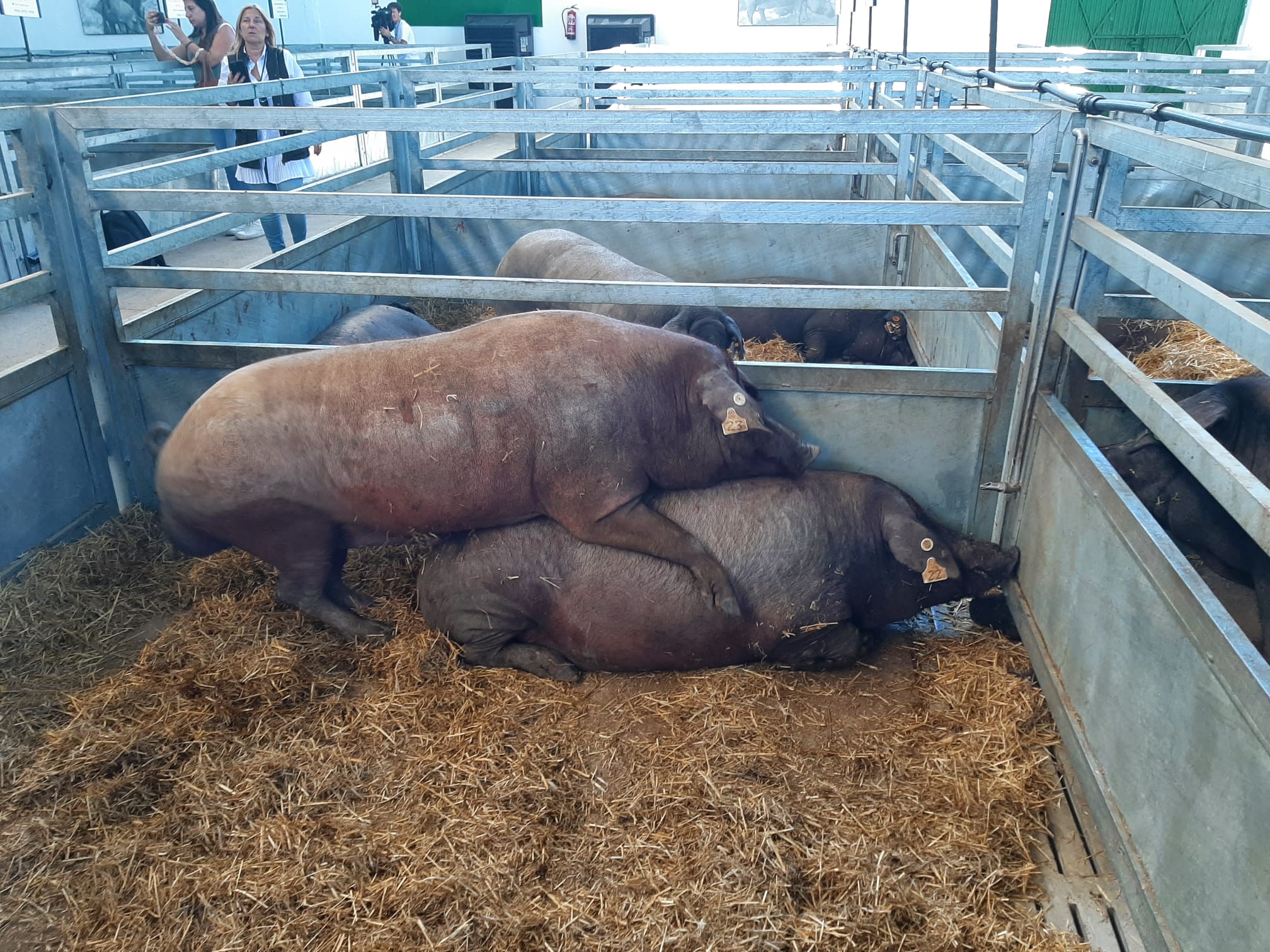 La Feria Ganadera de Zafra 2023, en imágenes (II)