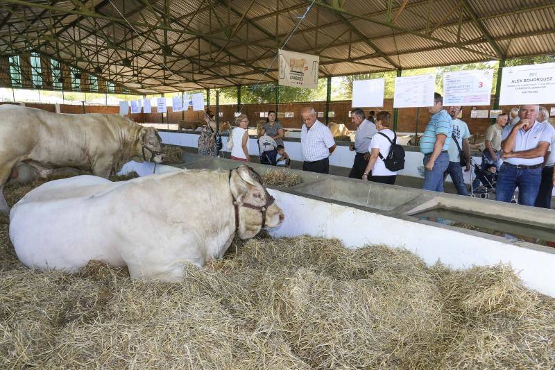 La Feria Ganadera de Zafra, en imágenes (I)