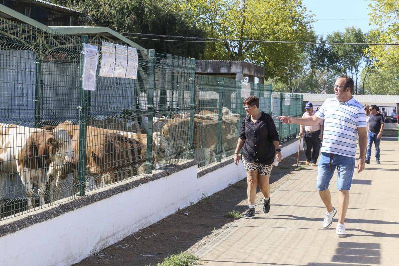 La Feria Ganadera de Zafra, en imágenes (I)