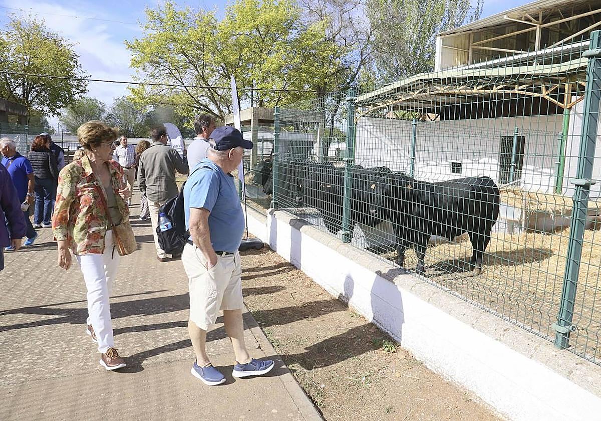 Visitantes en la pasada edición de la Feria Internacional Ganadera de Zafra.
