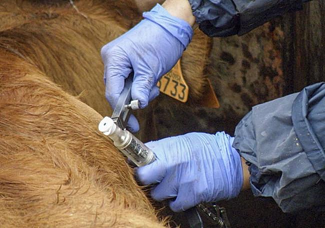 Prueba de tuberculosis bovina.