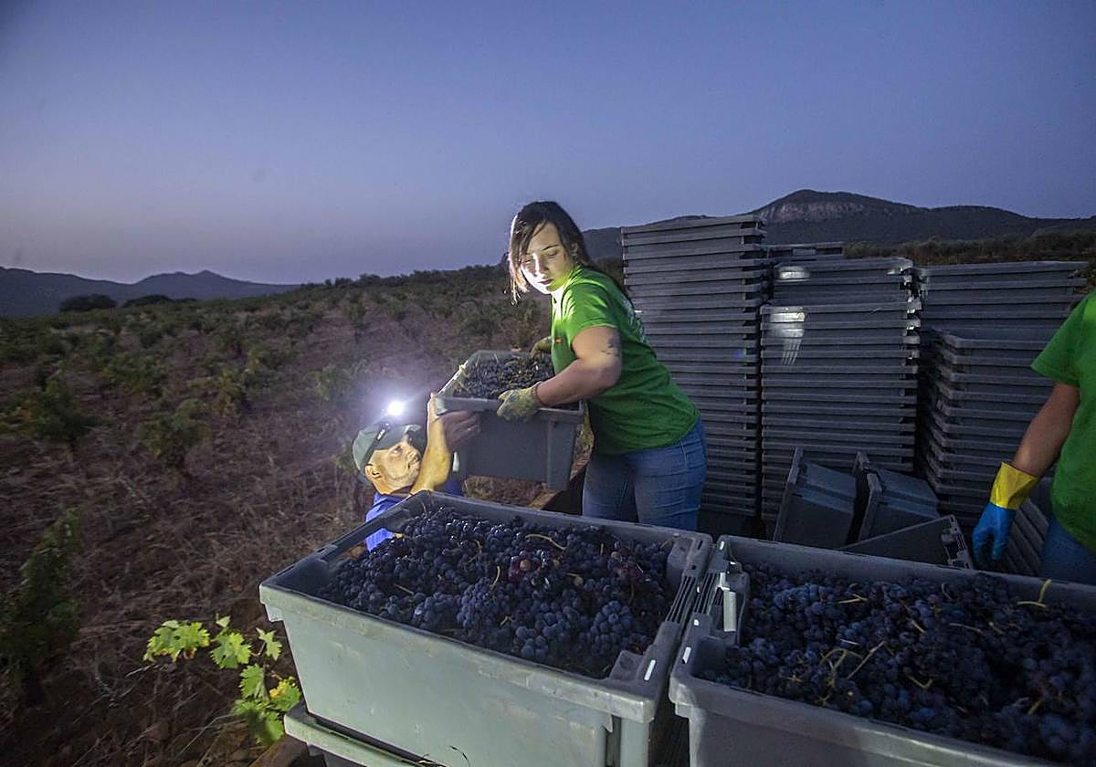 Trabajadores en la vendimia extremeña este pasado mes de septiembre.