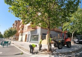 Mérida repone casi 500 árboles urbanos y detecta 200 en mal estado