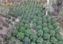 Imagen captada por un dron de la Gaurdia Civil de las plantas de marihuana, que crecían ocultas entre eucaliptos.