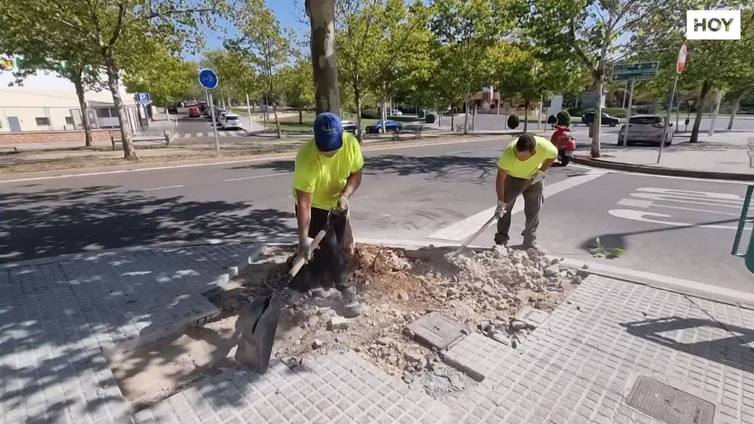Mérida repone casi 500 árboles urbanos