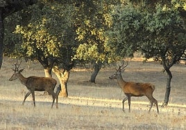 Ciervos durante la berrea en una finca del Parque Nacional de Monfragüe.