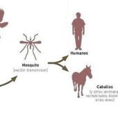 Virus del Nilo: cómo se transmite, síntomas y medidas de prevención