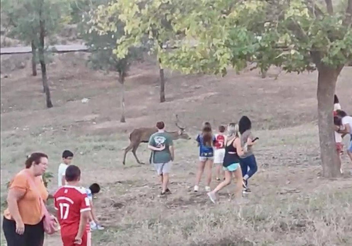 14 personas en torno a un ciervo en el parque nacional extremeño, en una foto tomada el pasado jueves.