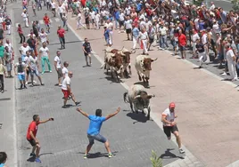 Encierro de un toro bravo en los Sanjuanes de Coria, el festejo taurino popular que más visitantes atrae en Extremadura.